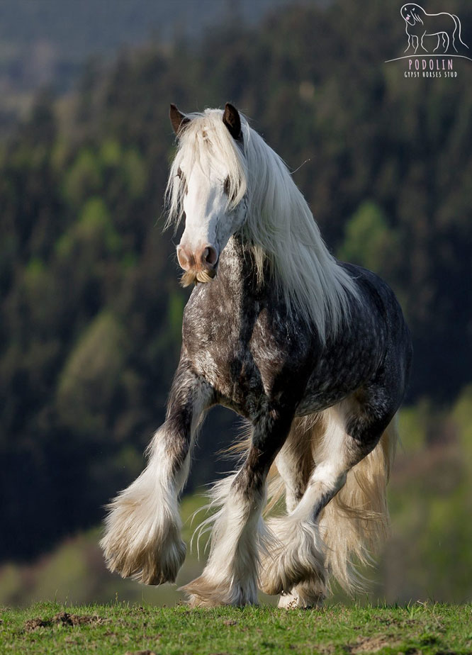 silver gypsy vanner